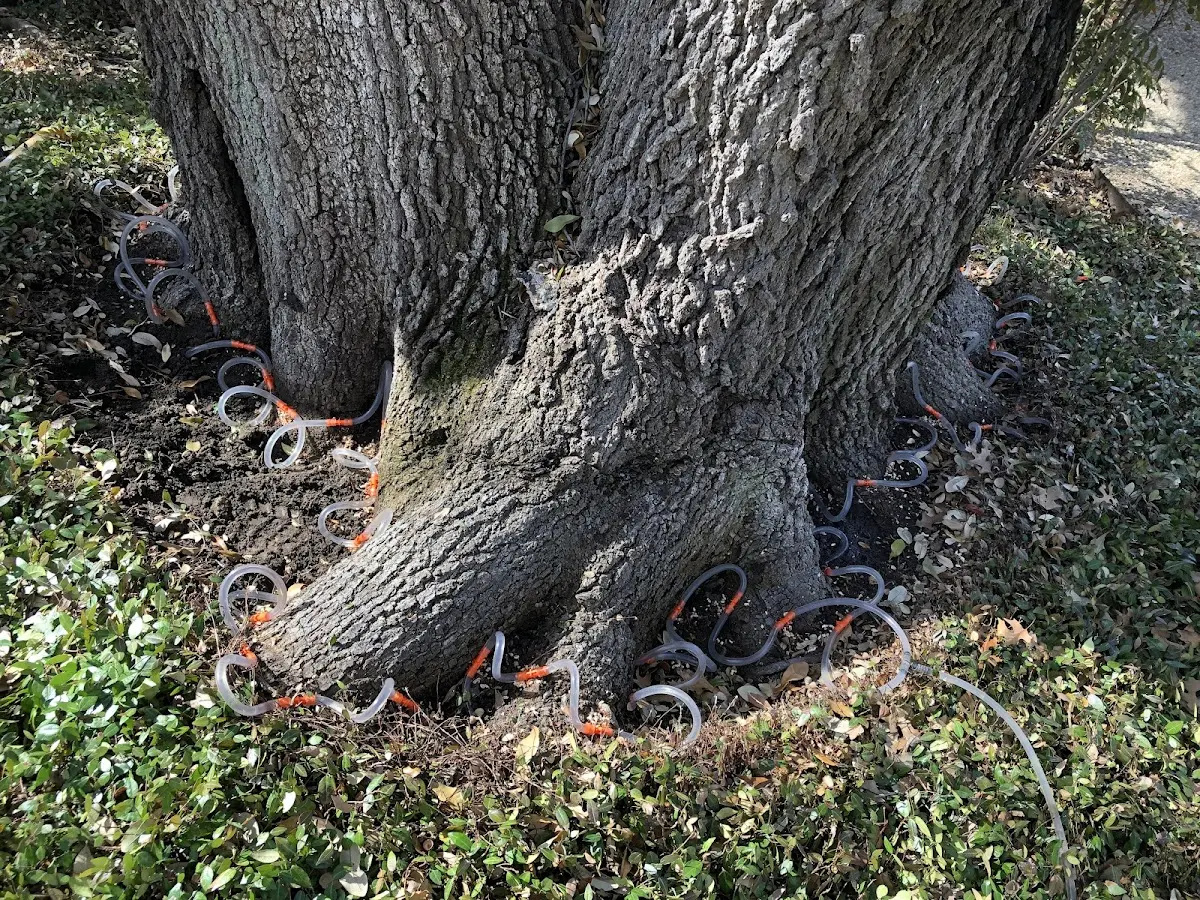 Detailed Tree Cabling and Bracing job site in Turtle Creek