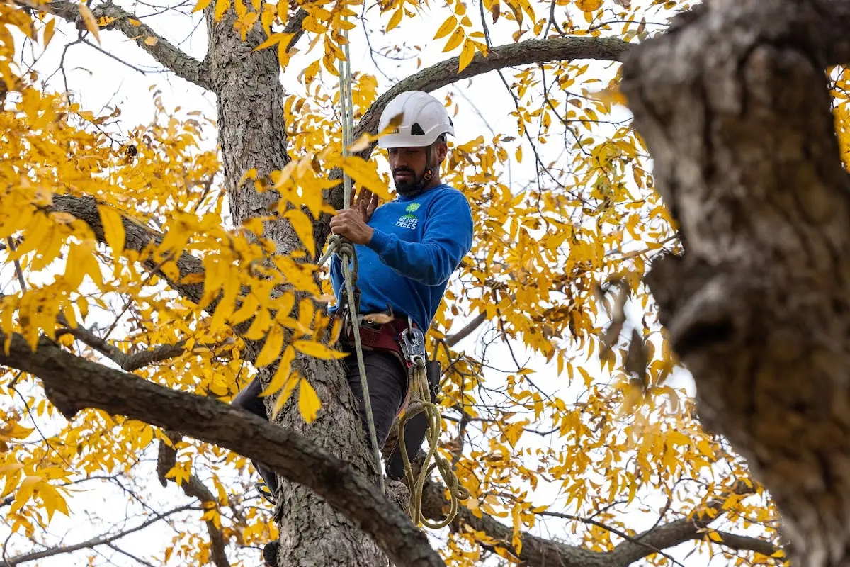 Skilled Tree Transplanting crew working in Turtle Creek